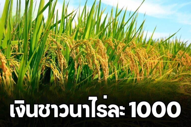 เงินชาวนาไร่ละ 1000