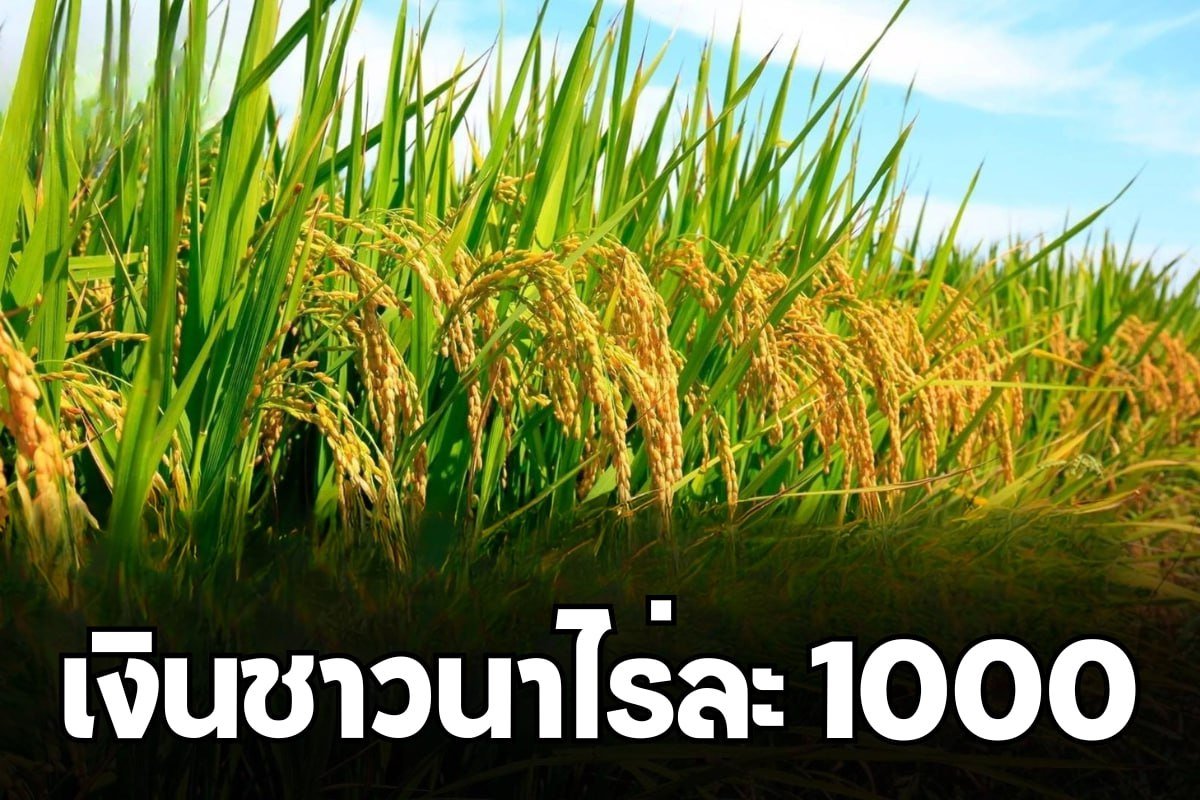 เงินชาวนาไร่ละ 1000