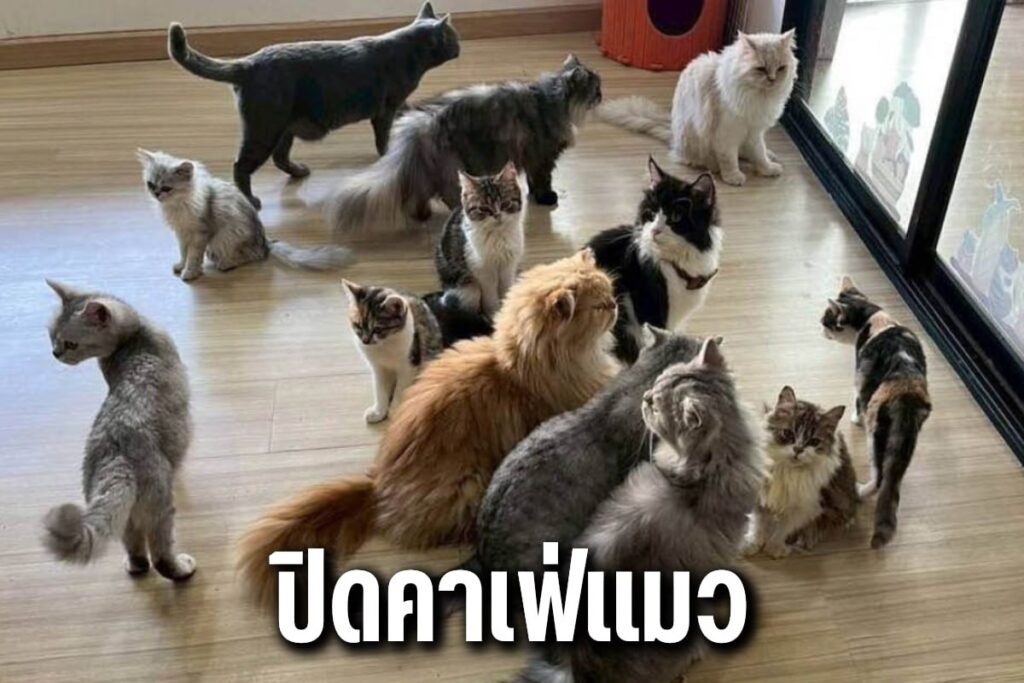 ปิดคาเฟ่แมว