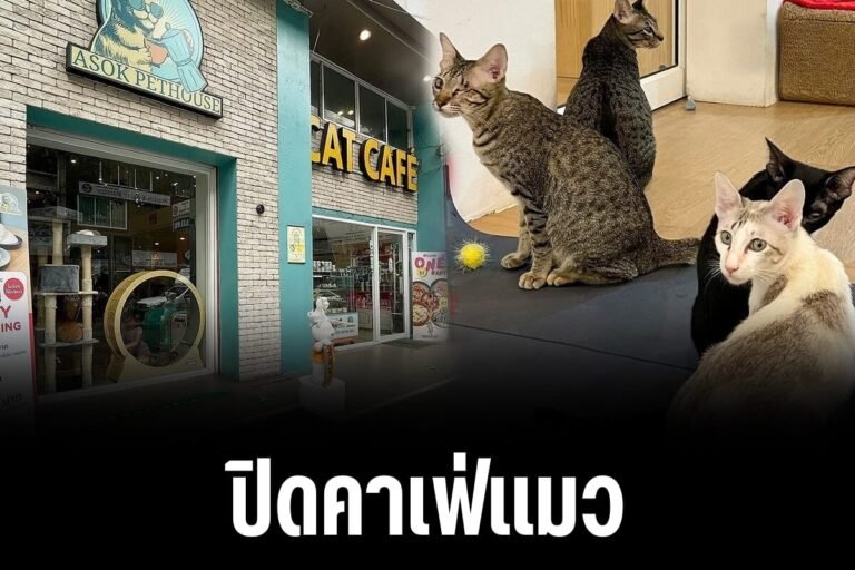 ปิดคาเฟ่แมว